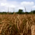 Factum Perspectives: What The 2026 El-Niño Means for Sri Lanka 